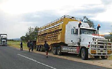 A road train spills cattle onto the highway. A road train spills cattle onto the highway.